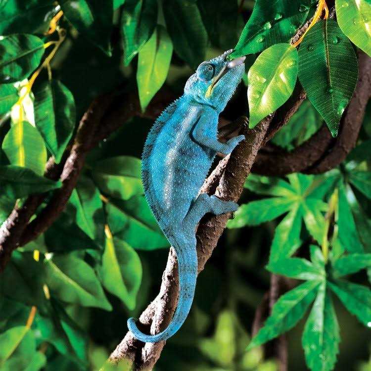 Exo Terra Jungle Vine - Nail Gallerys