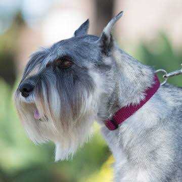 Lupine Dog Collar Eco - Nail Gallerys