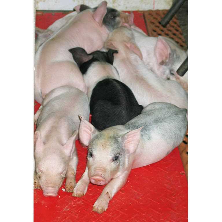 Kane Baby Pig Heat Mat - Nail Gallerys