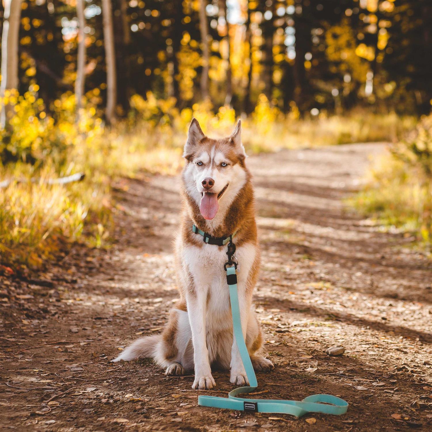 Wilderdog Waterproof Leash - Nail Gallerys