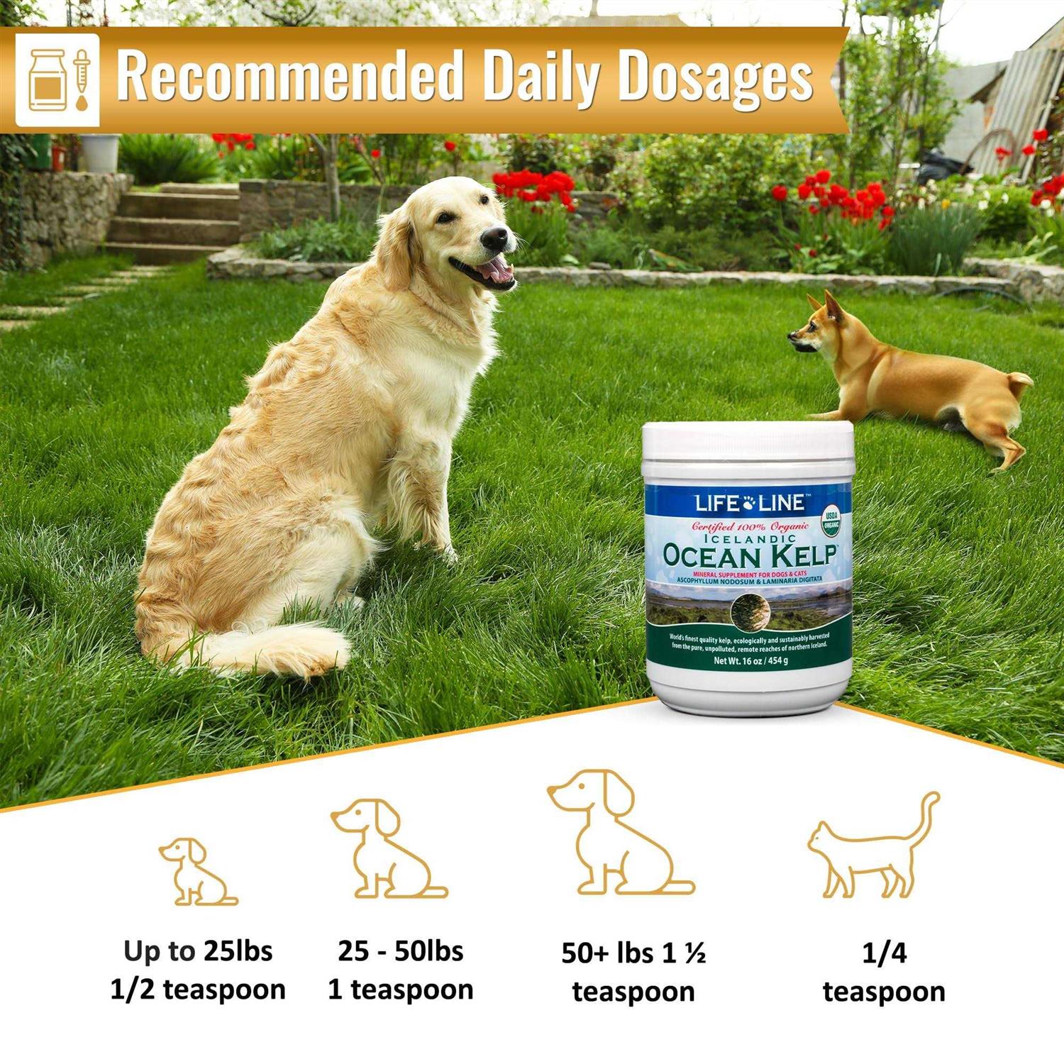 Life Line Pet Nutrition Life Line Ocean Kelp Dog & Cat Supplement - Nail Gallerys