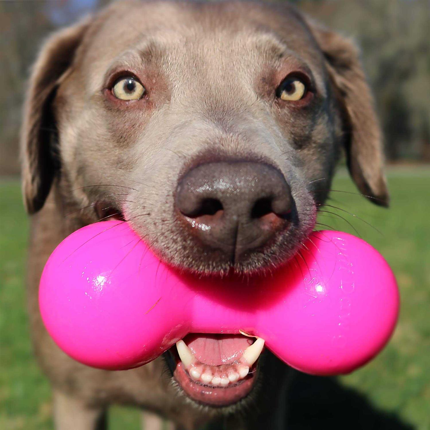 Ruff Dawg Big Dawg Dog Toy - Nail Gallerys