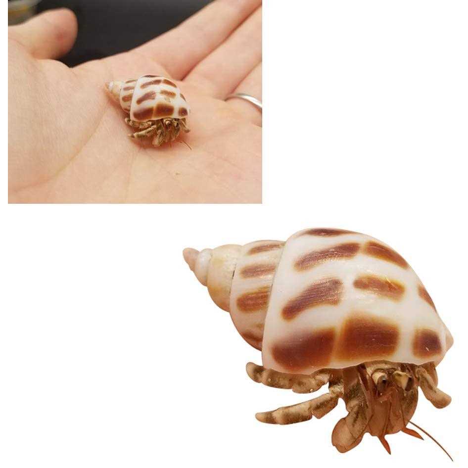 Lucky Baby 15+pcs Hermit Crab Shells Small to Medium Sea Conch Size 1/4-1 1/2 Inches Natural Growth Turbo Seashells Conch - Nail Gallerys
