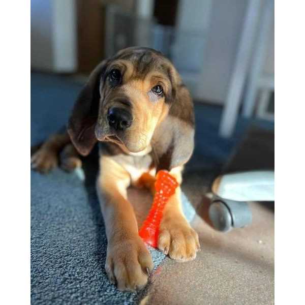 Nylabone Puppy Chill & Chew Bone - Nail Gallerys