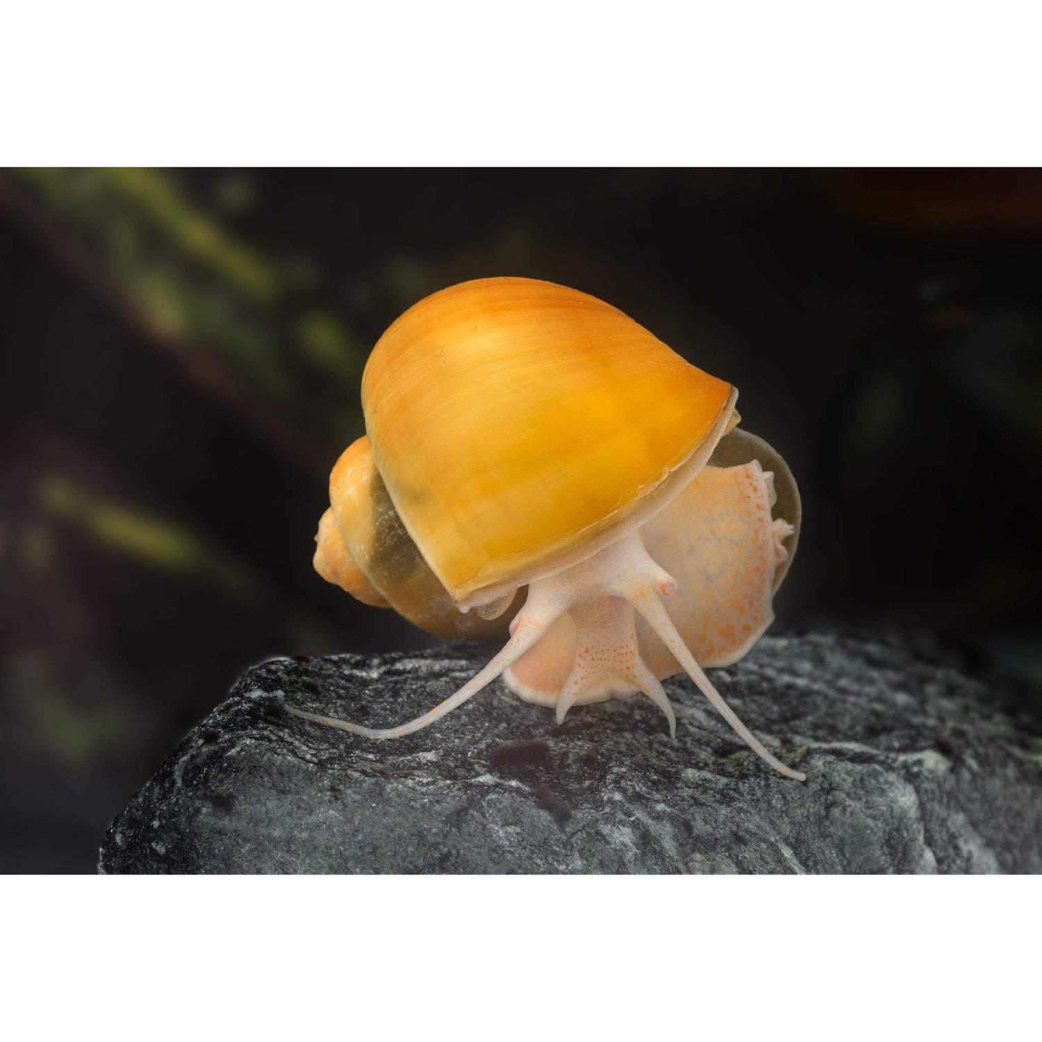 AQUATICBLENDEDFOODS ABF Aquatic Freshwater Snail Food Mix #2 with Calcium - Nail Gallerys