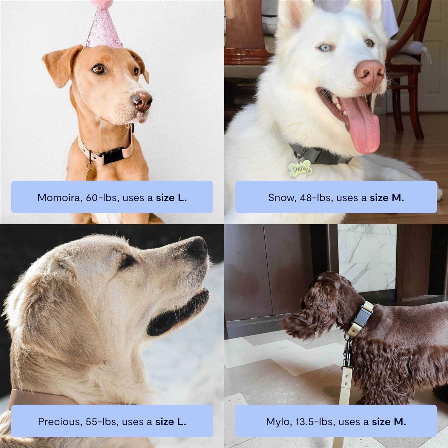 Fable Pets Signature Dog Collar - Nail Gallerys