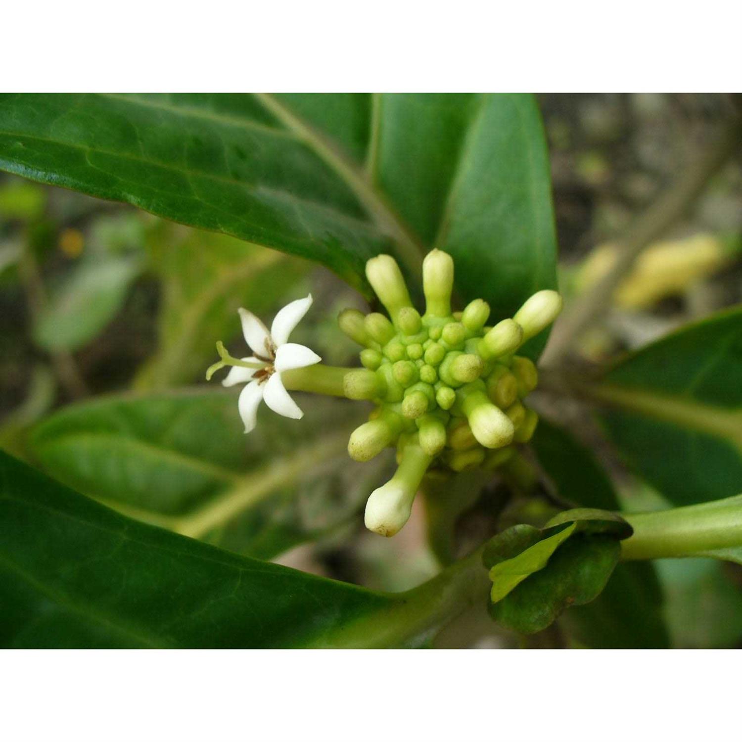 Natura Petz Organics LUMPS & BUMPS* Irregular Tissue Support* Dog Supplement - Nail Gallerys