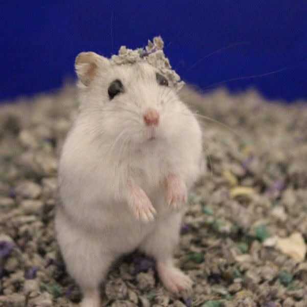 Sunseed Fresh World Bedding - Nail Gallerys