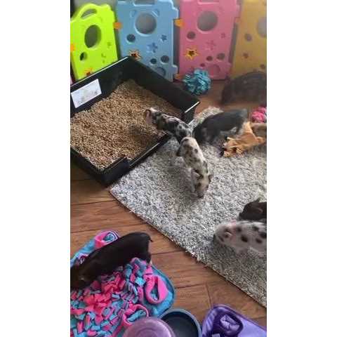 Piggy Poo and Crew Extra Large Litter Box - Nail Gallerys