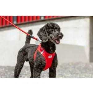 Curli Stretch Comfort Leash - Nail Gallerys