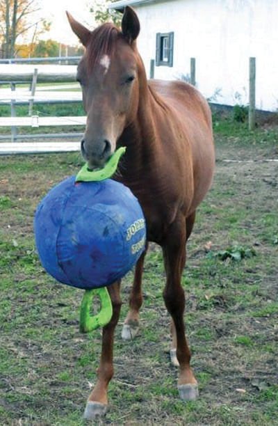 Jolly Tug Inflatable Ball with 2 Handles - Horse Toy - Nail Gallerys