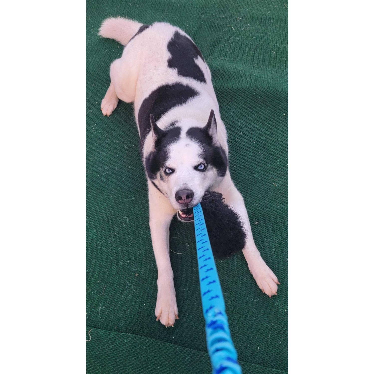 Tug-E-Nuff Sheepskin Bungee Chaser - Nail Gallerys