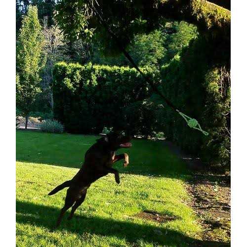 Tumbo Tugger Outdoor Hanging Bungee Dog Toy Large - Nail Gallerys