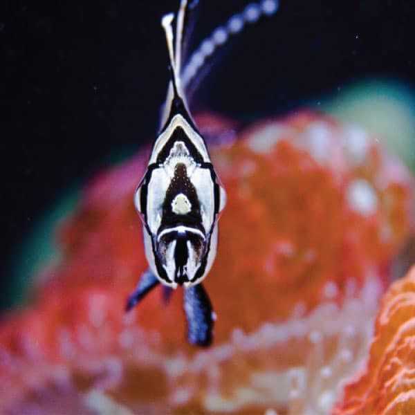 Current USA Orbit Marine Aquarium LED Light - Nail Gallerys