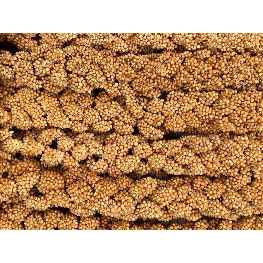 Higgins Spray Millet - Nail Gallerys