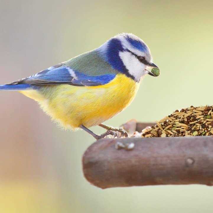 Wild Harvest Healthy Benefits Sprout Blend Bird Treats - Nail Gallerys