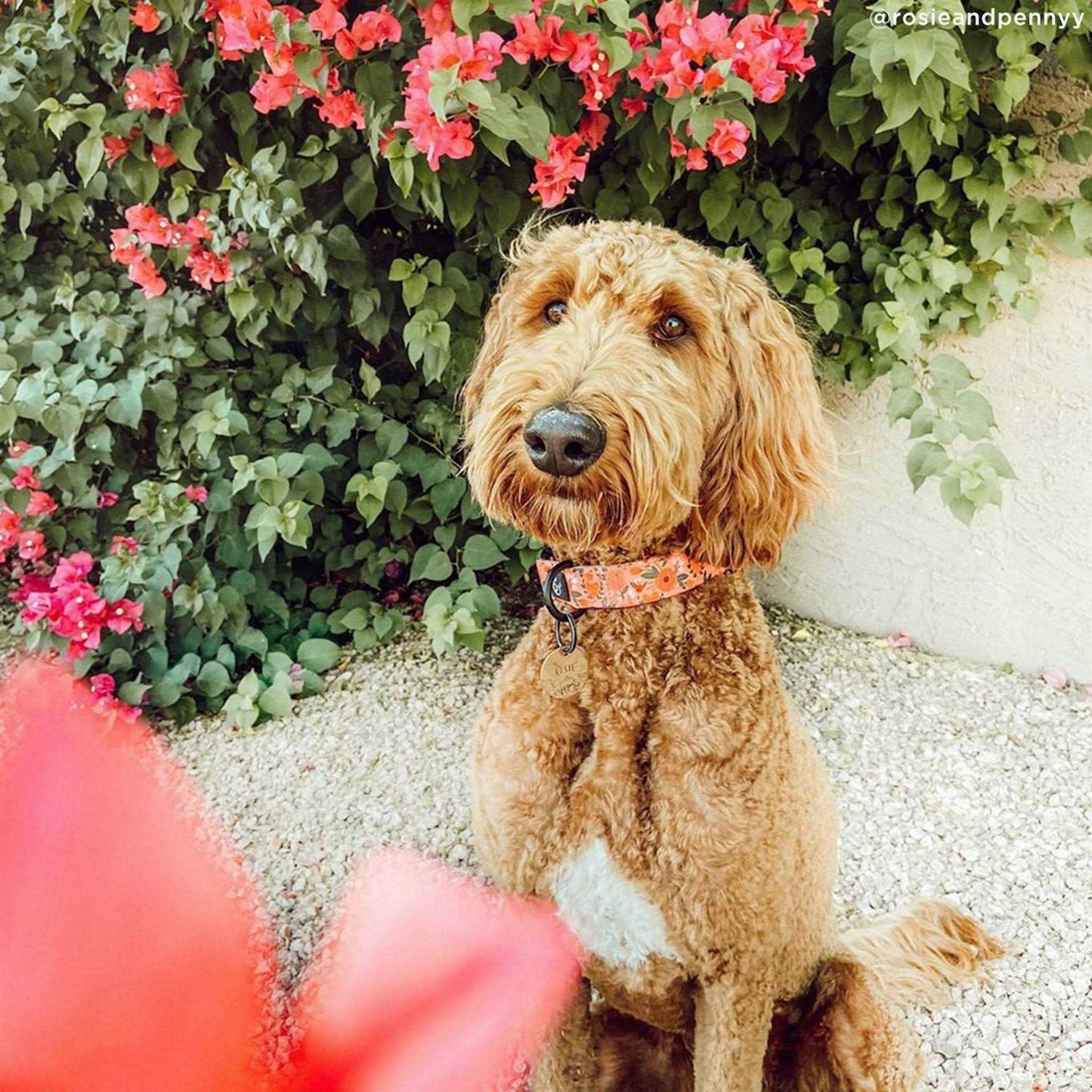 Lucy & Co. Posy Pink Dog Collar - Nail Gallerys