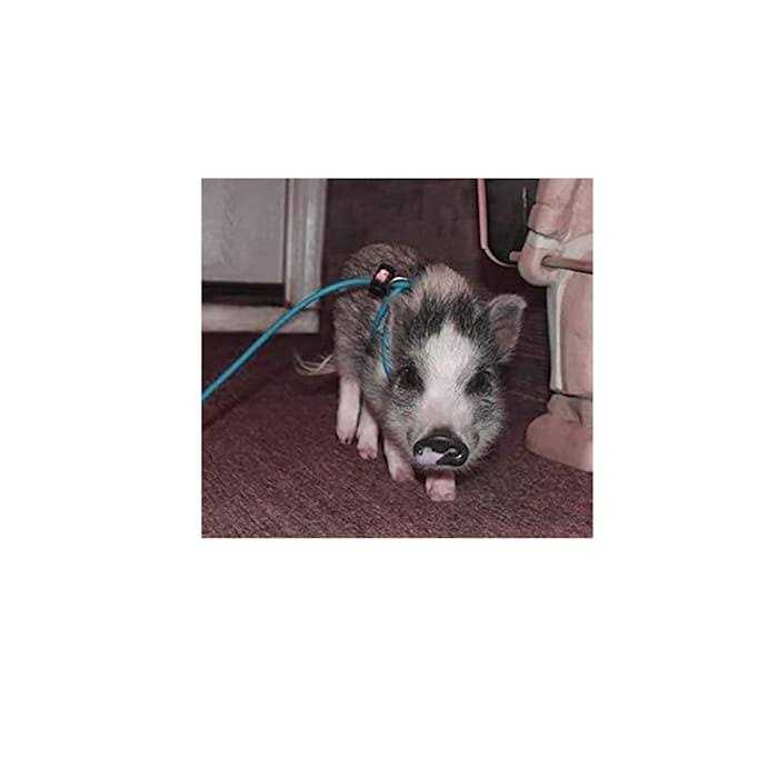 Piggy Poo and Crew Adjustable Mini Pig Harness and Leash - Nail Gallerys