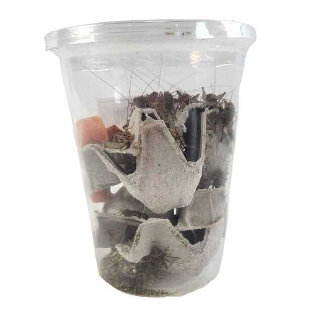 Josh’s Frogs Gutloaded Banded Crickets Live Feed Reptile Food - Nail Gallerys