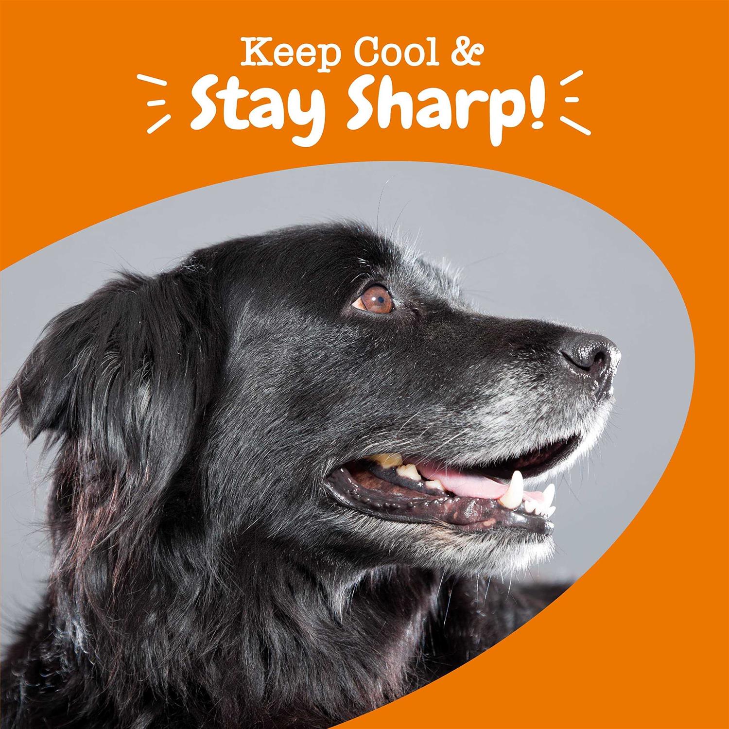 Zesty Paws Senior Advanced Calming + Cognition Bites Chicken Flavor Soft Chews Composure Supplement for Dogs - Nail Gallerys