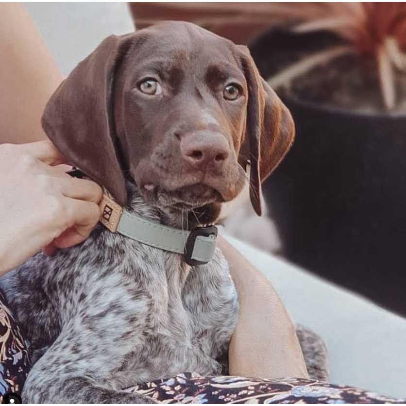 Herzog Silicone Collar - Nail Gallerys