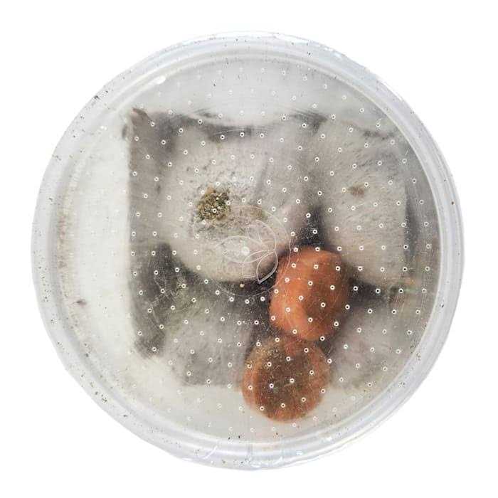 Josh’s Frogs Banded Crickets Live Feed Reptile Food - Nail Gallerys