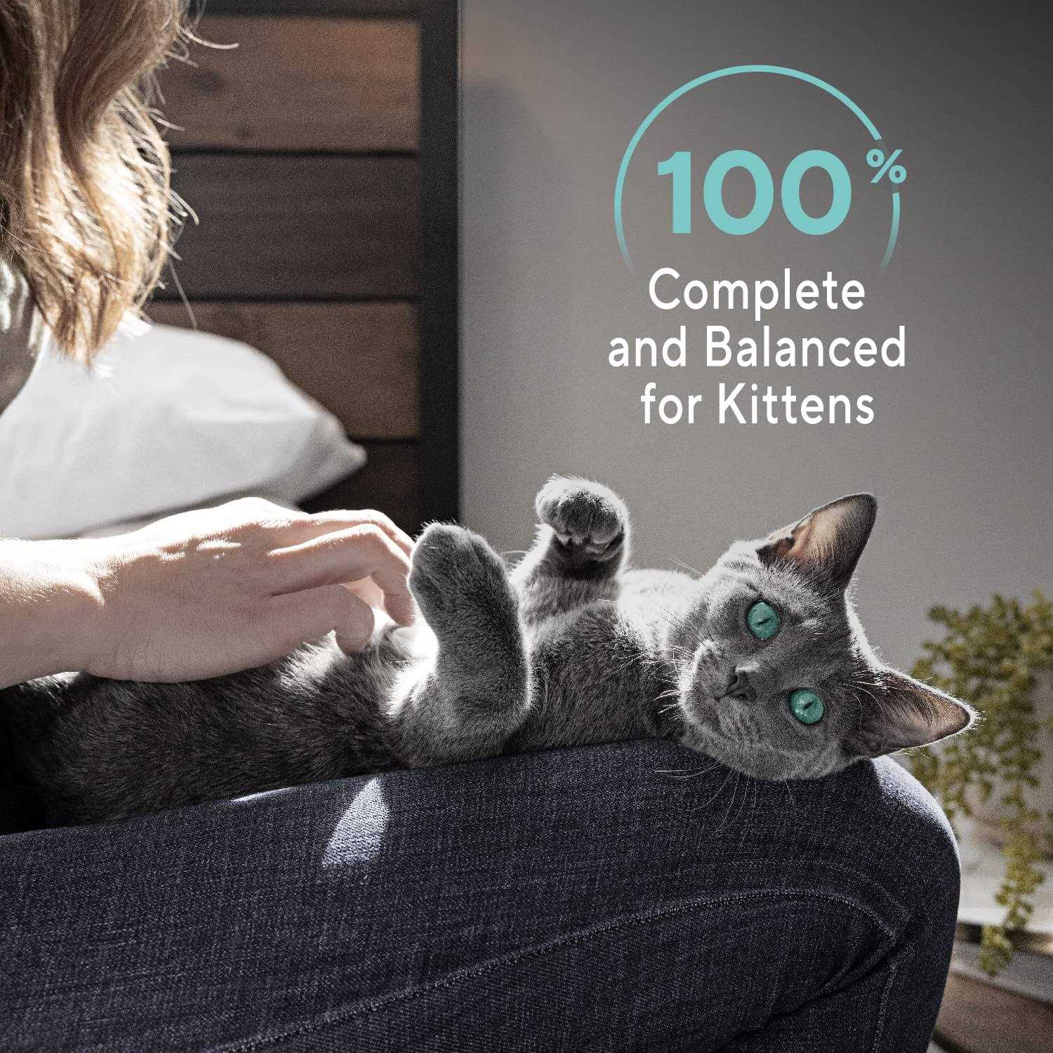 Sheba Perfect Portions Wet Kitten Food Pate - Nail Gallerys