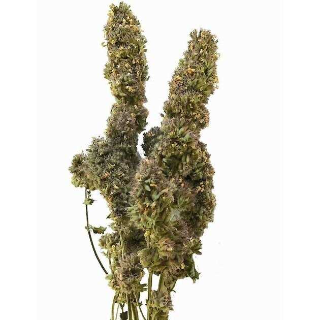 From The Field Catnip Buds - Nail Gallerys