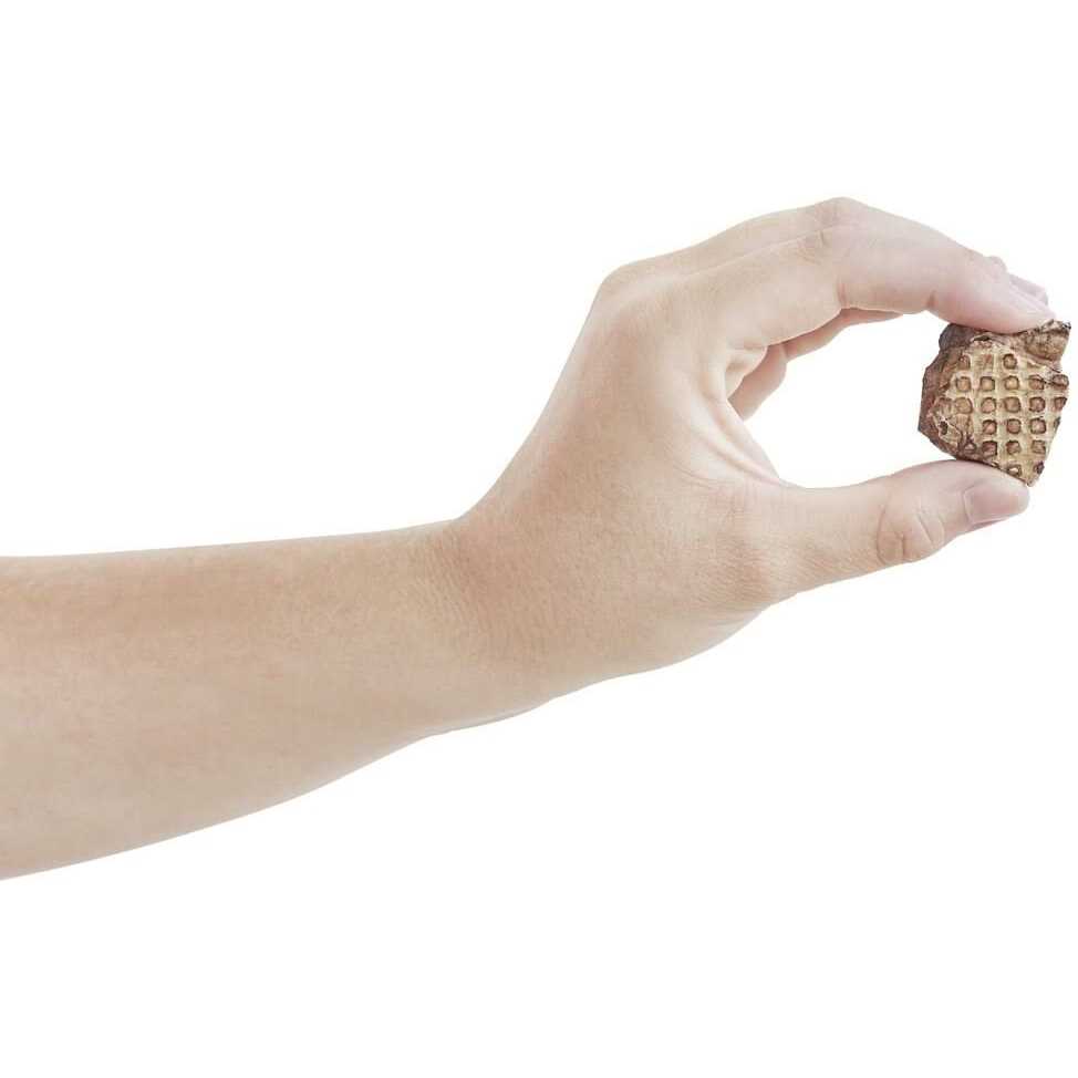 Bones & Chews All-Natural Beef Lung Filets Dehydrated Dog Treats - Nail Gallerys