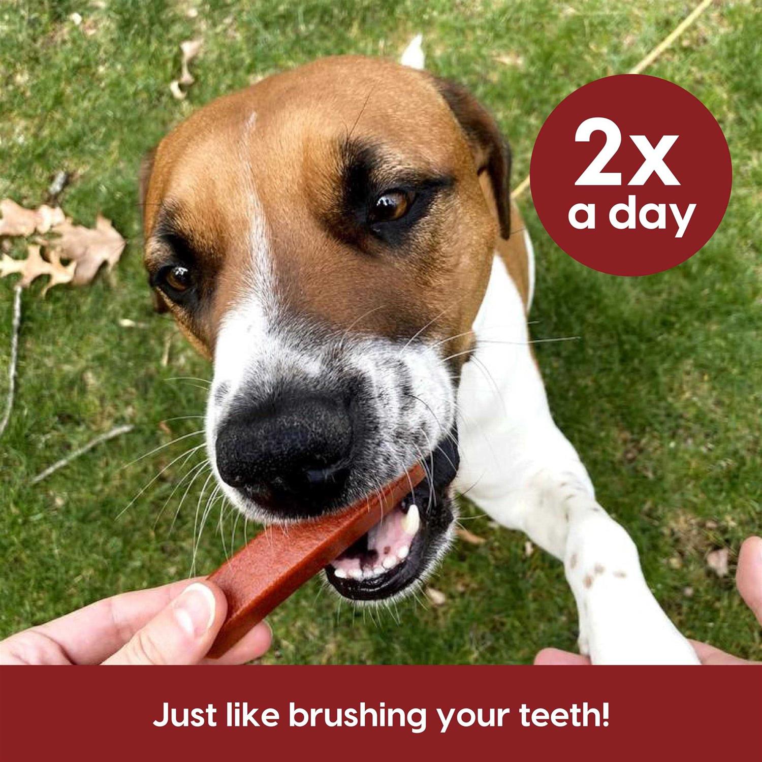 Ark Naturals Protection+ Brushless Toothpaste Fortified Dental Dog Chews - Nail Gallerys