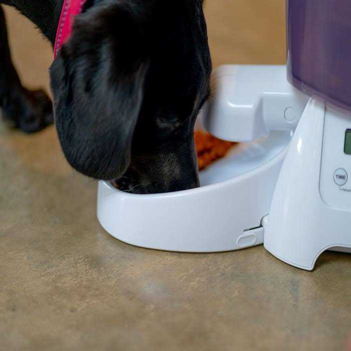 Cat Mate Automatic Dry Pet Food Feeder C3000 - Nail Gallerys