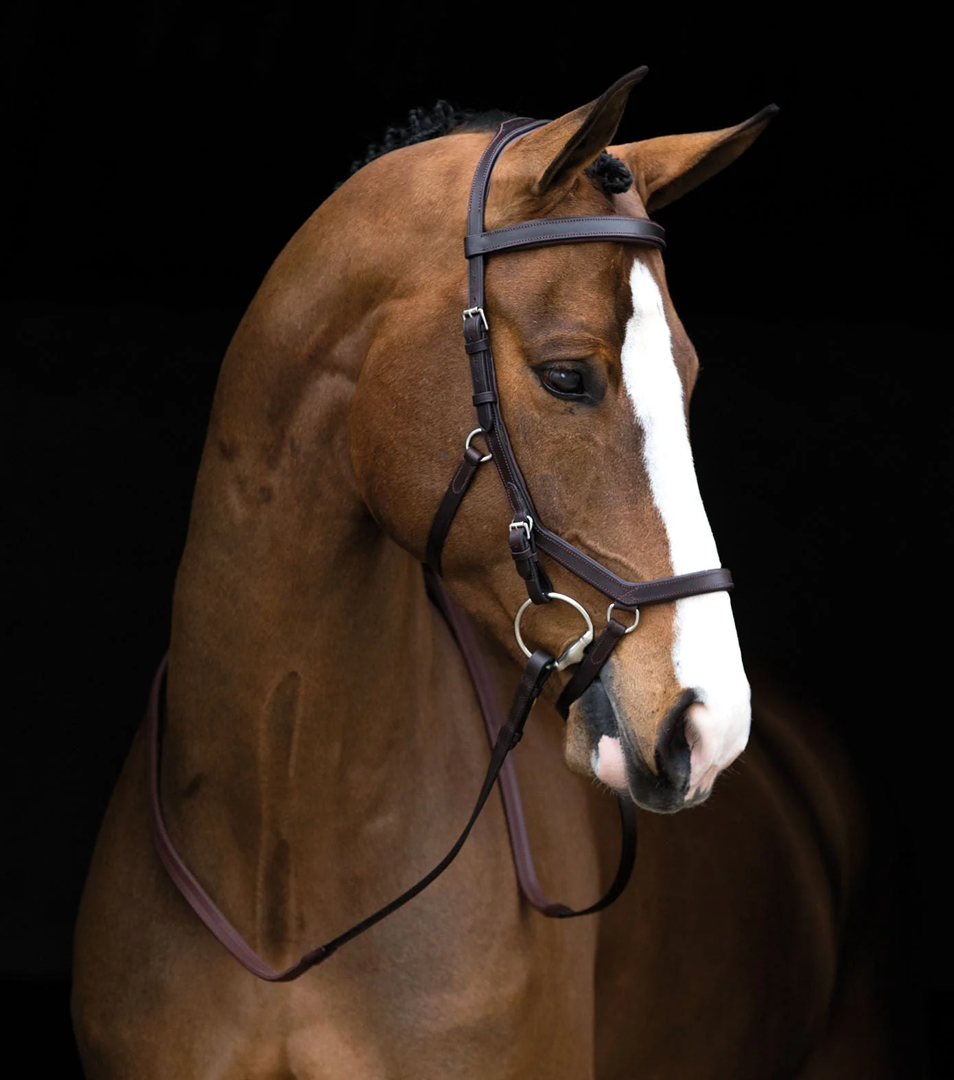 Rambo Micklem Competition Bridle, Dark Havana - Nail Gallerys
