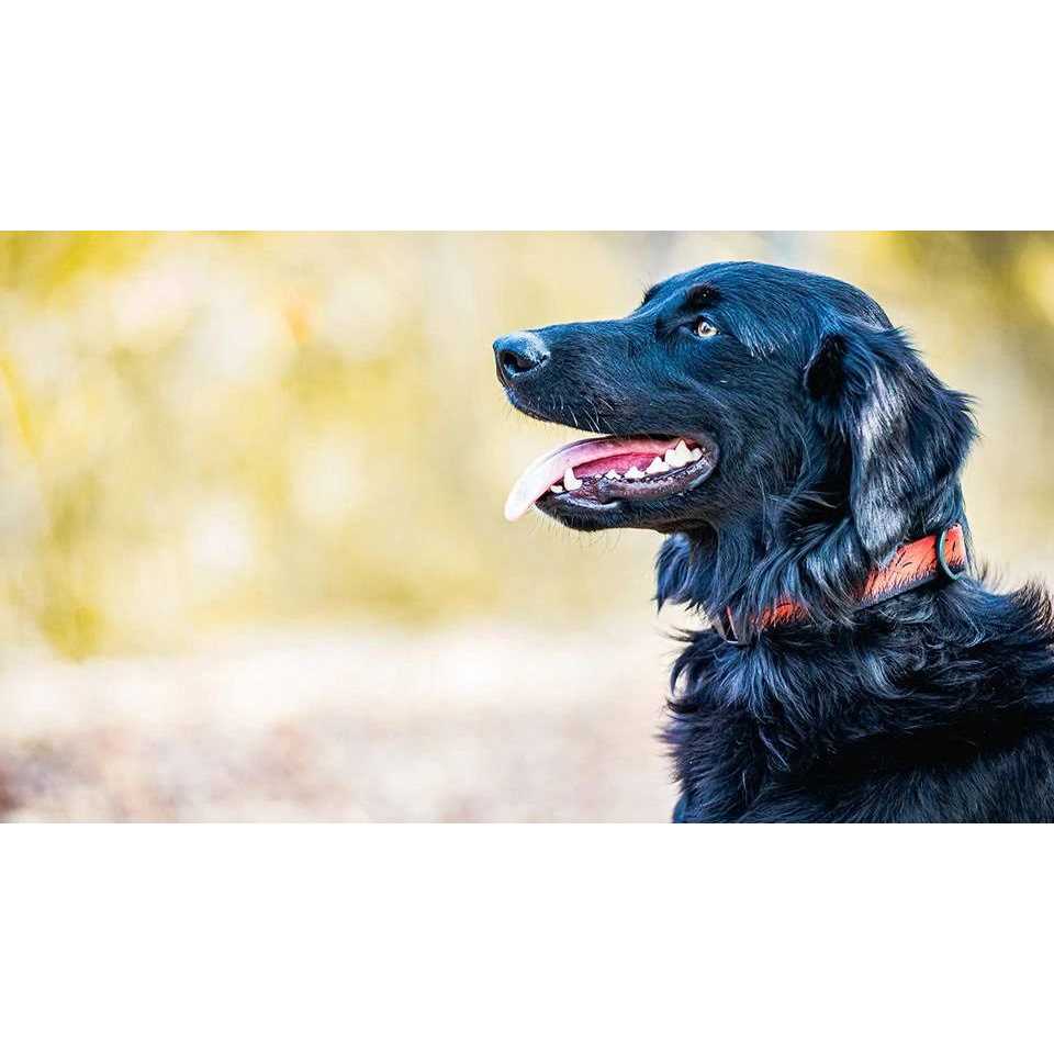 Stunt Puppy Pines Collar - Nail Gallerys