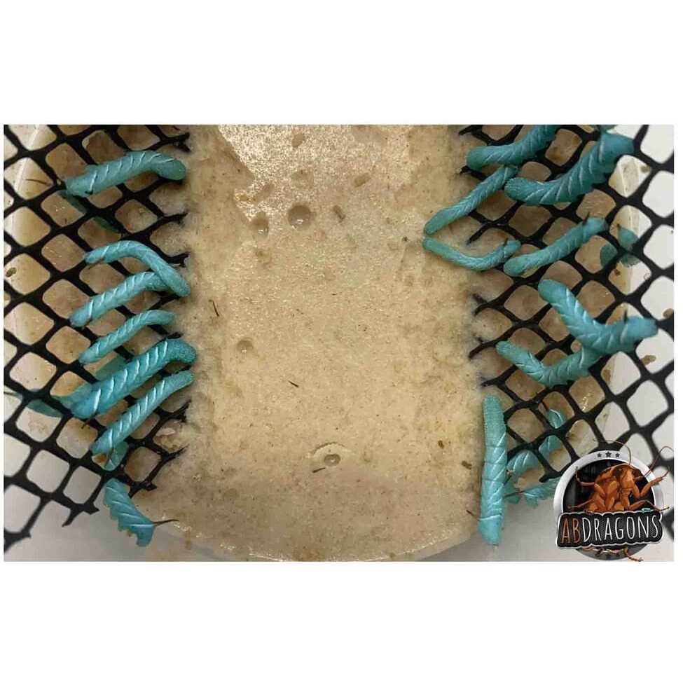 ABDragons Dubia Small Roach Hornworm & Superworm Live Feeder Combo Reptile Food - Nail Gallerys