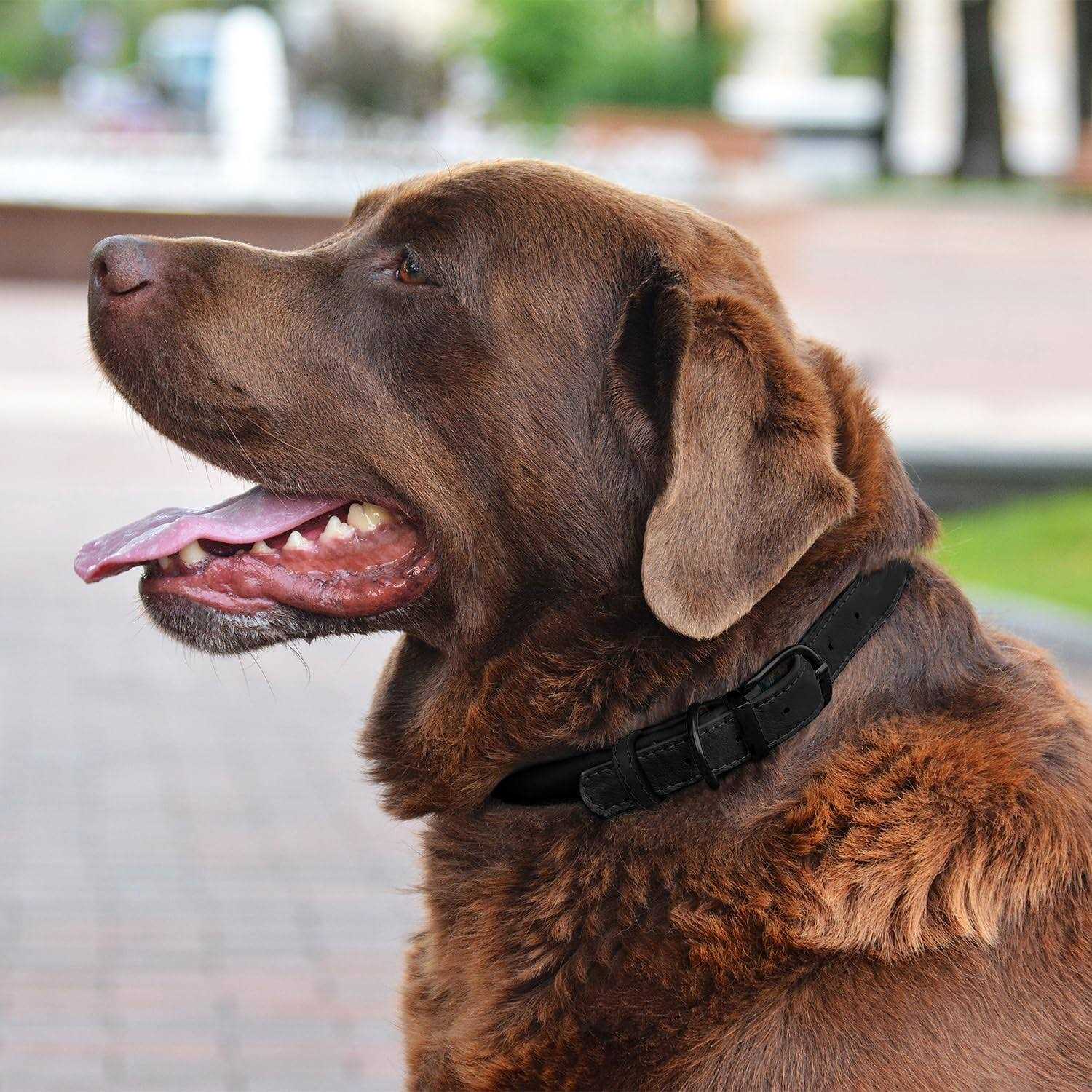 Bronzedog Rolled Leather Dog Collar with QR ID Dog Tag Round Personalized Collars for Small Medium Large Dogs Puppy Cat - Nail Gallerys