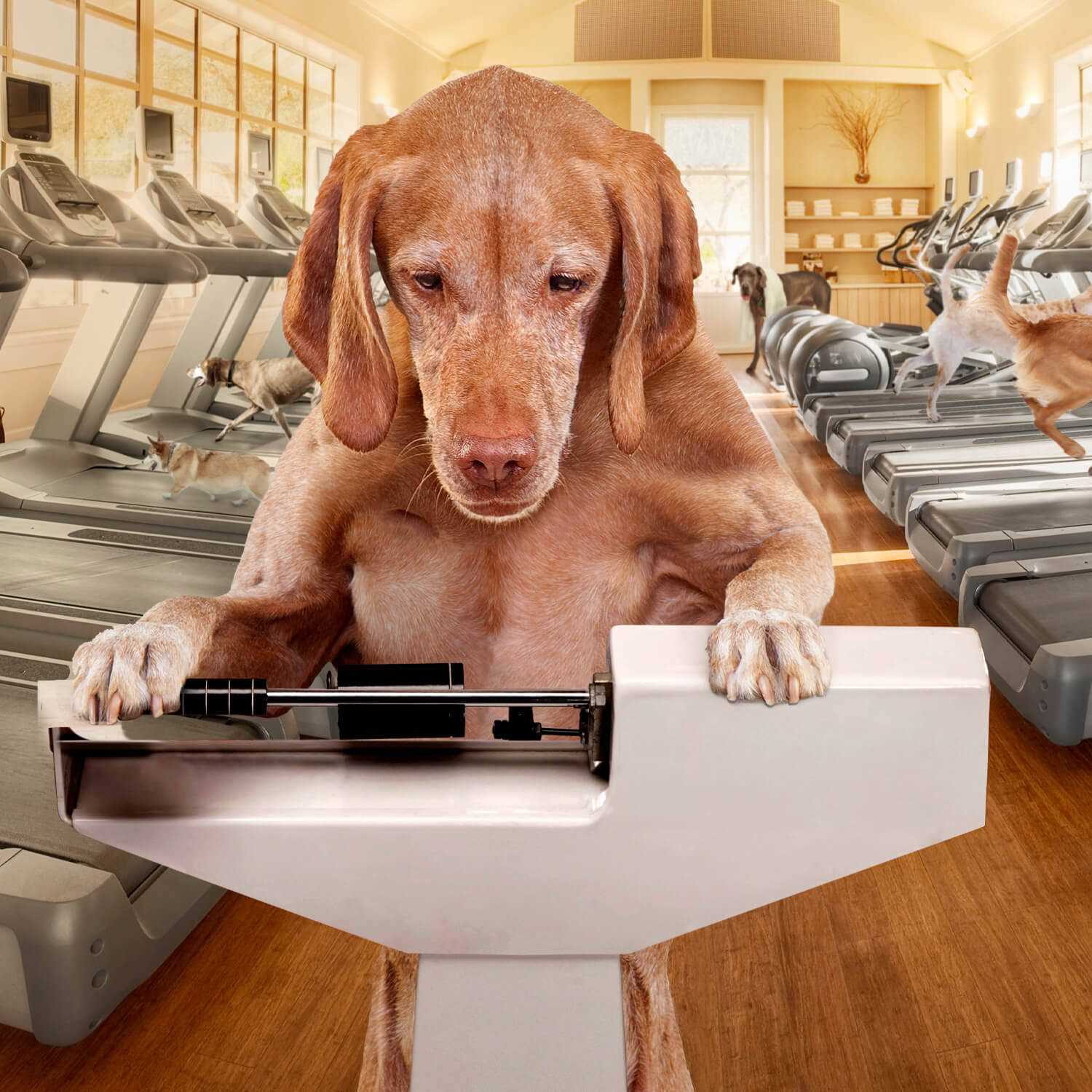 Fromm Gold Coast Weight Management Dry Dog Food - Nail Gallerys