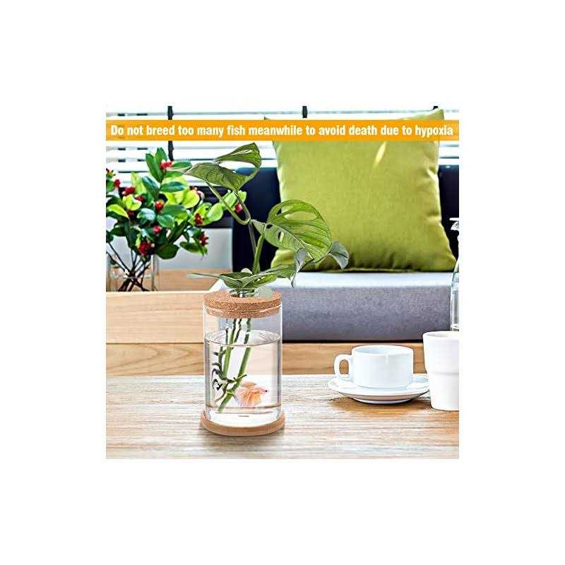 Biggun Betta Fish Tank Mini Fish Bowls for Beta Fish Glass Aquaponic Fish Tank Clear Hydroponic Plant Terrarium for Promoted Ecosphere Aquatic - Nail Gallerys