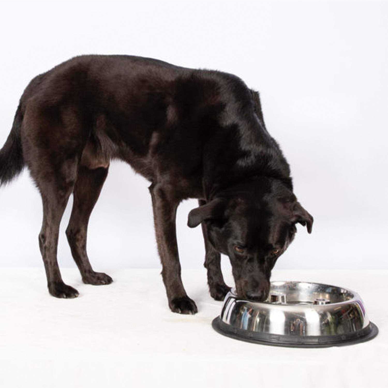Qt Dog Stainless Steel Brake-Fast Bowl - Nail Gallerys