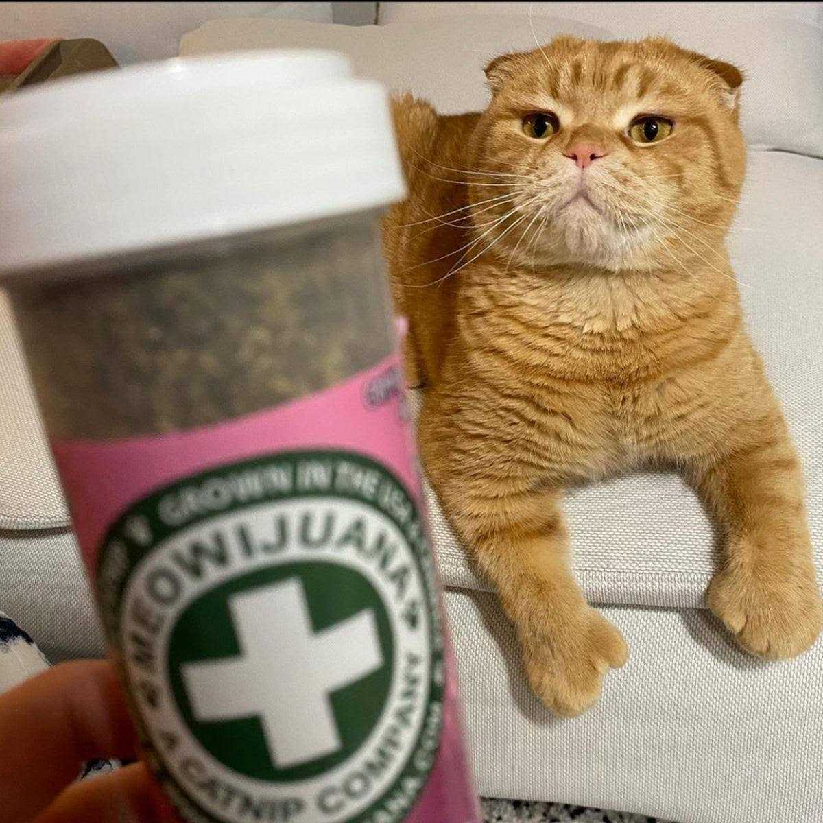 Meowijuana Mice Dreams Passion Flower Lavender Catnip Blend - Nail Gallerys