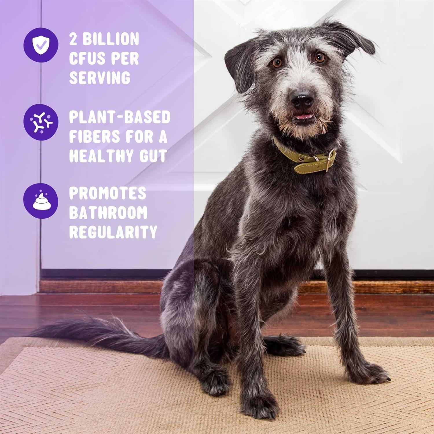 Active Chews Pet Probiotics for Dogs Dog Probiotics and Digestive Enzymes for Dogs Diarrhea - Nail Gallerys