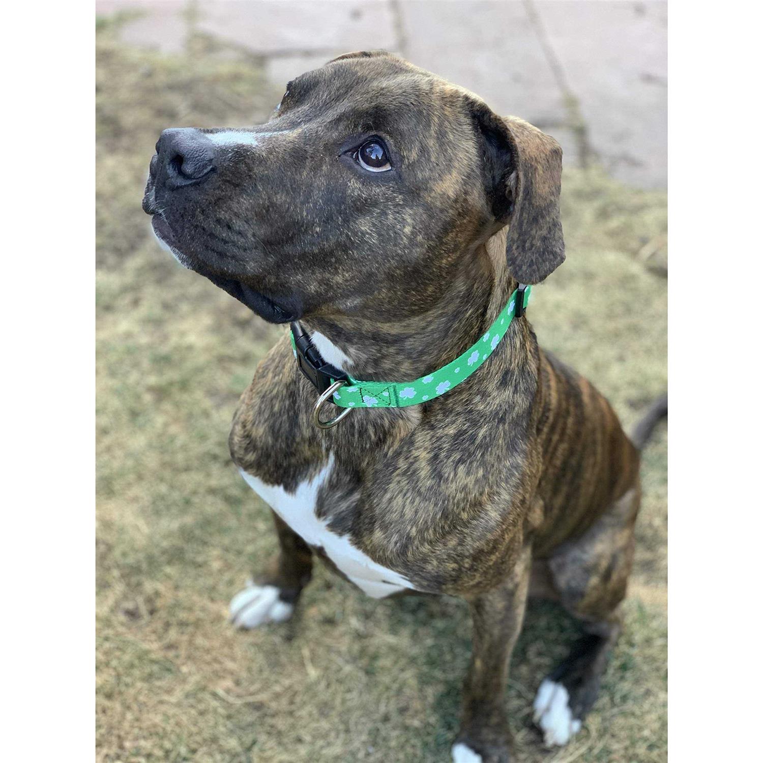 Native Pup St Patricks Day Dog collars - Nail Gallerys