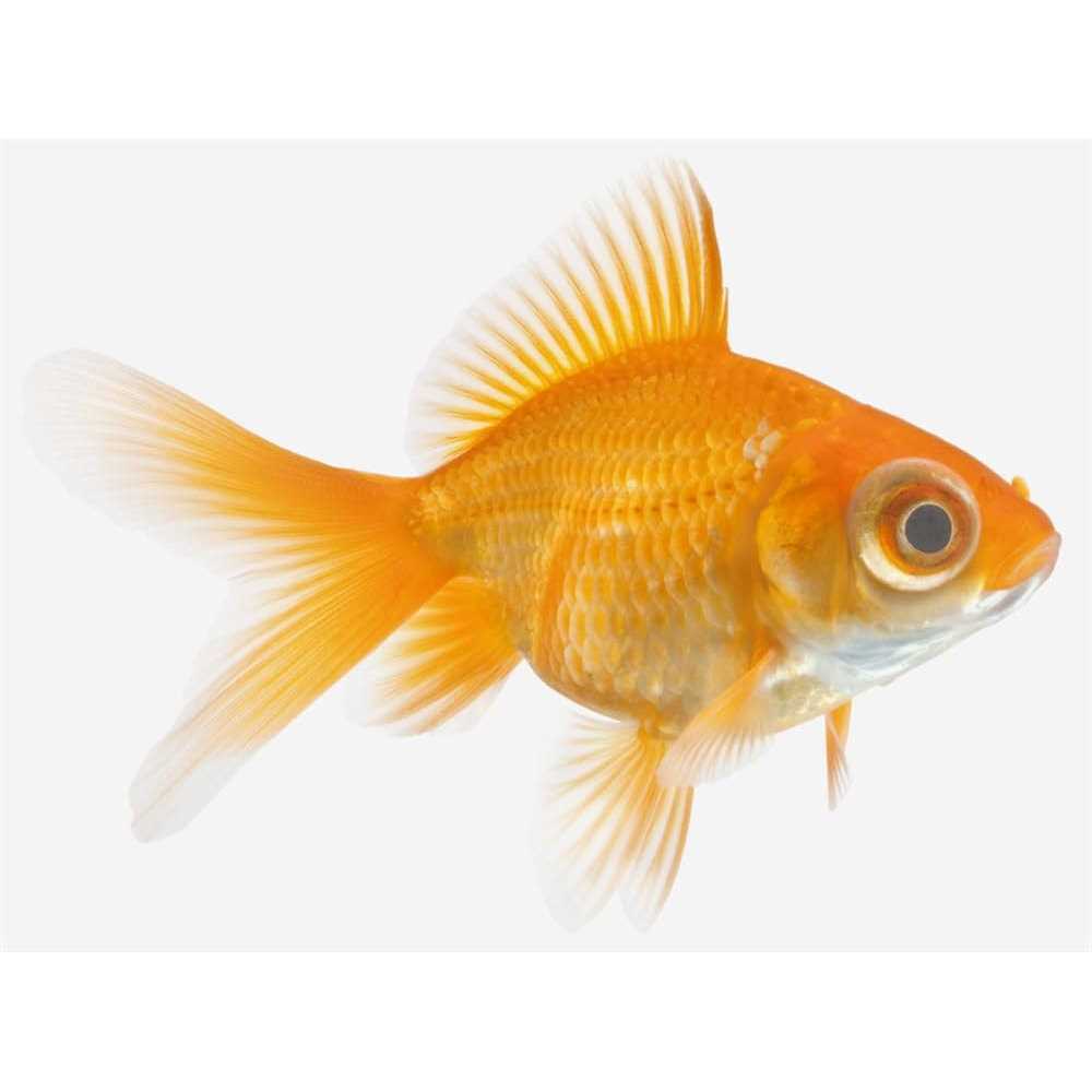 Seachem KanaPlex - Nail Gallerys