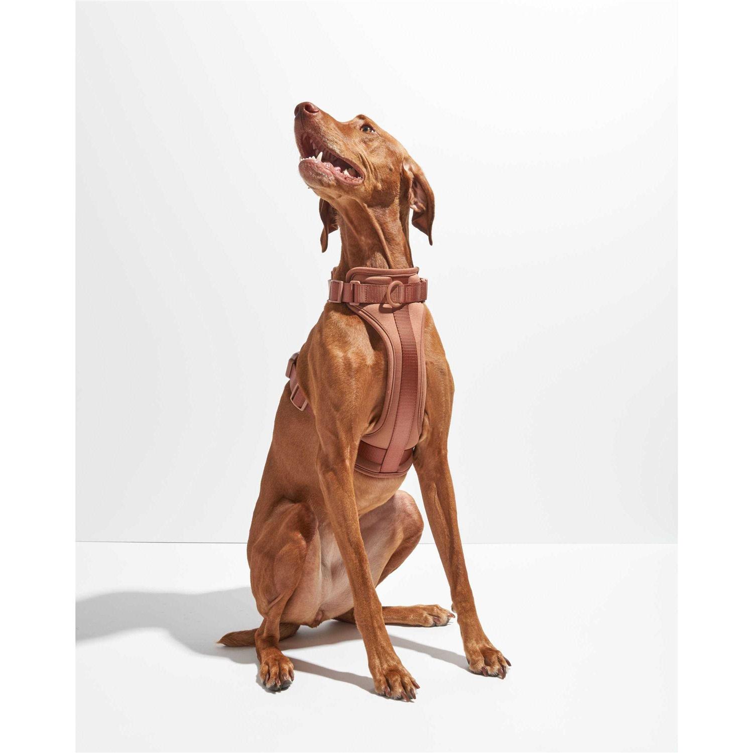 Wild One Dog Harness - Nail Gallerys