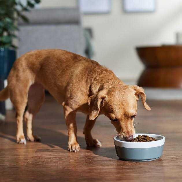 Farmina N&D Free Dog Dry Food Boar & Apple Adult Mini - Nail Gallerys