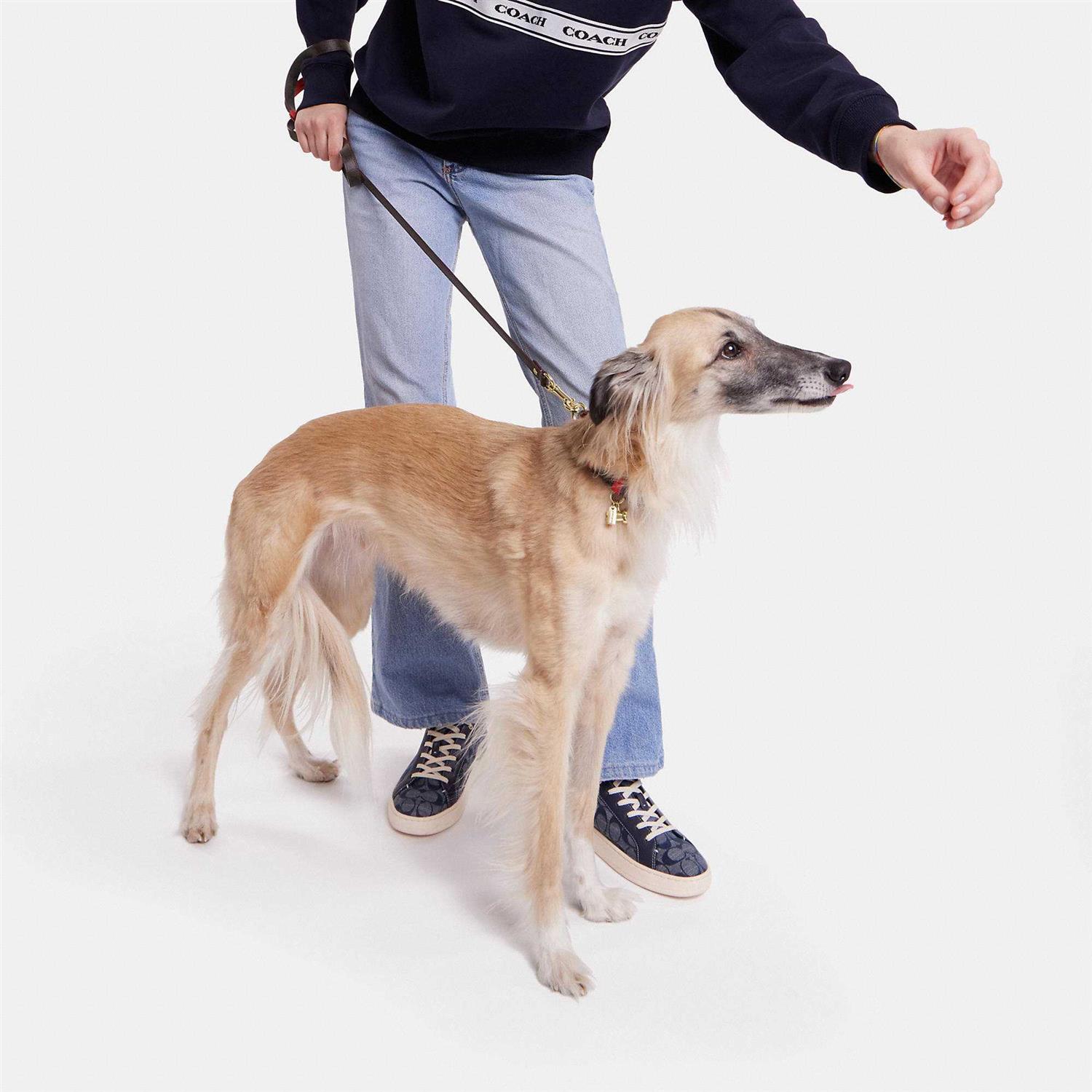 Coach Outlet Boxed Pet Leash In Signature Canvas - Nail Gallerys