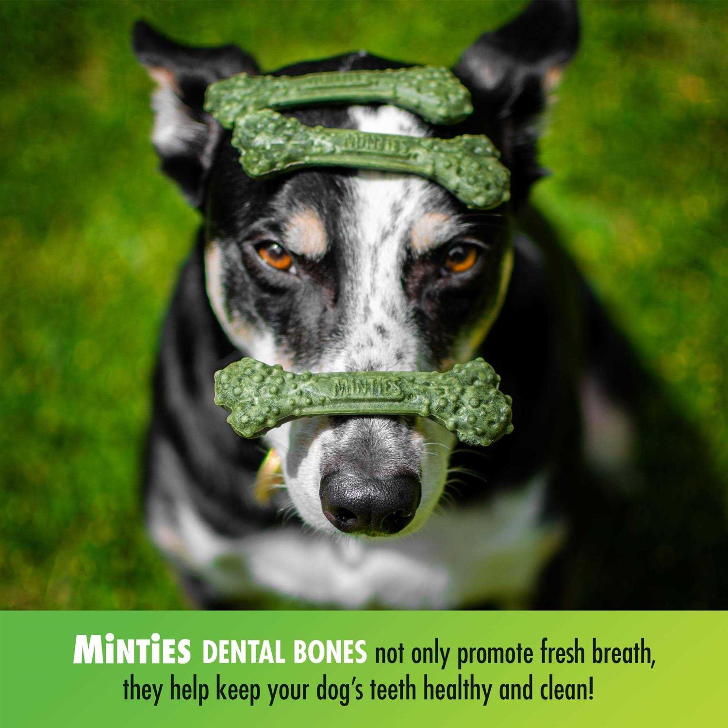 Minties Dental Treats Dogs - Nail Gallerys