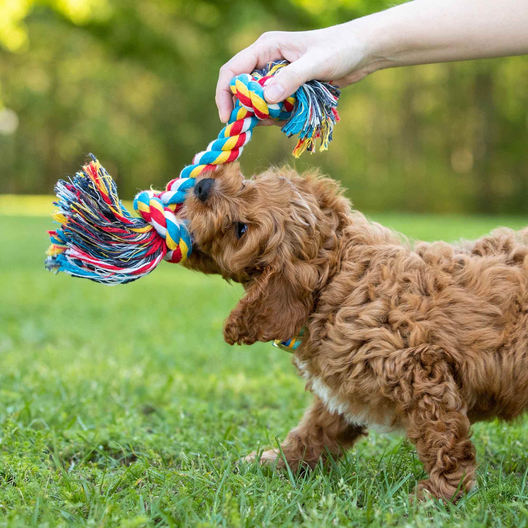 Multi-Colored Braided Rope Bone Tug Toy for Dogs - Nail Gallerys