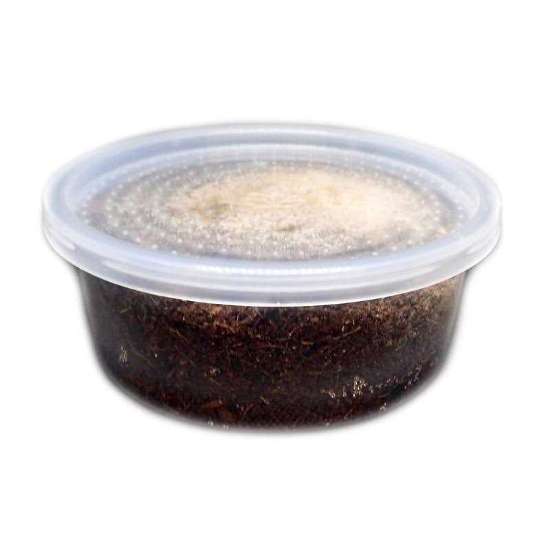 Josh’s Frogs Temperate Springtail 8 oz Culture - Nail Gallerys