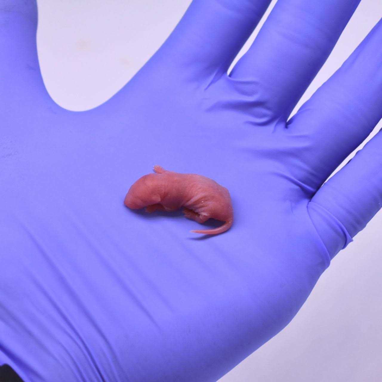 MiceDirect Frozen Mice Feeders Large Mice Fuzzies & Mice Hoppers Snake Food Combo Pack, 150 Count - Nail Gallerys