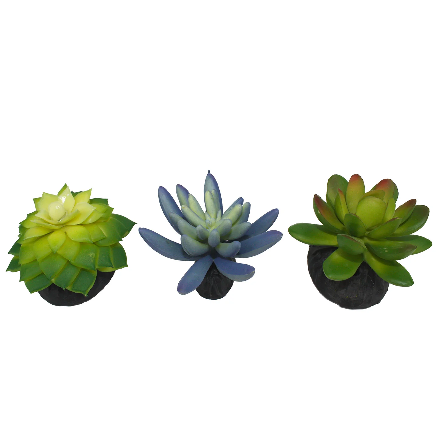 Komodo Succulent, 3 pk - Nail Gallerys